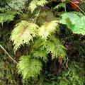 Stair-step Moss (Latin name: Hylocomium splendens) is a green feathery moss seen growing along the Oneonta Trail in the Columbia River Gorge.