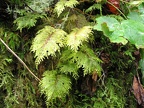 Stair-step Moss (Latin name: Hylocomium splendens) is a green feathery moss seen growing along the Oneonta Trail in the Columbia River Gorge.