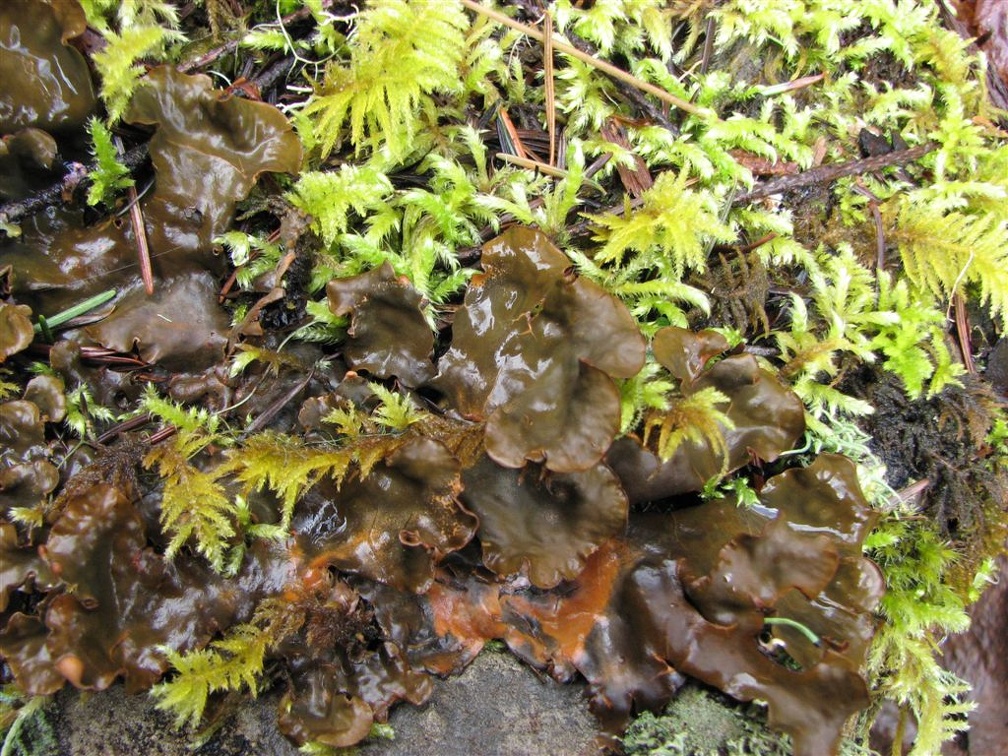 Frog Pelt lichen (Latin name: Peltigera neopolydactyla) near Triple Falls in the Columbia River Gorge.