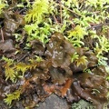 Frog Pelt lichen (Latin name: Peltigera neopolydactyla) near Triple Falls in the Columbia River Gorge.