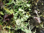 Pixie Cup Lichen (Latin name: Cladonia chlorophaea) near Triple Falls, Oregon.