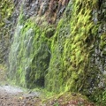 Water cascades down cliffs in several places along the trail during the wet season. This is just at the edge of the trail on Horsetail Creek Trail.