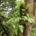 All along the trails in Tryon Creek State park, Licorice Ferns grow happily on trees in areas with plenty of rainfall.