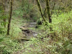 Tryon Creek flowing through the green forest and moss covered trees.
