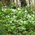 Trillium bloom in abundance in Tryon Creek State park in the early spring.