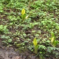 There are several patches of Skunk Cabbage in the Park. This one is along Cedar Hiking Trail.
