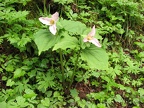 A nice pair of Trillium bloom along the Cedar Hiking  Trail.