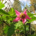 Salmonberries bloom early spring and abound in Tryon Creek State Park.