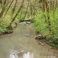 Tryon Creek from as seen from the Red Fox Bridge. This bridge is in the southern part of the park. I think the water may be cloudy from recent rains.