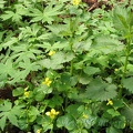 Here are several native plants along the Trillium Trail. Yellow violets, Stinging Nettle and Coltsfoot mostly fill the picture.