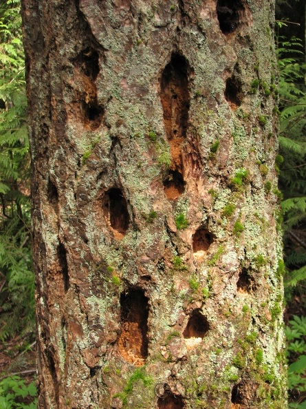 Woodpeckers have been busy here looking for bugs to eat in this rotten tree trunk near the parking lot. Look for other snags in the park that have been used by the woodpeckers.