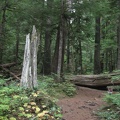 Dense forests are surround the short trail for Twin Firs at Mt. Rainier National Park.