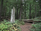 Dense forests are surround the short trail for Twin Firs at Mt. Rainier National Park.