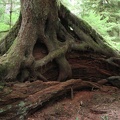 Here is the results of a tree growing on a nurse log. The tangle of roots supports the new tree as the old one rots away.