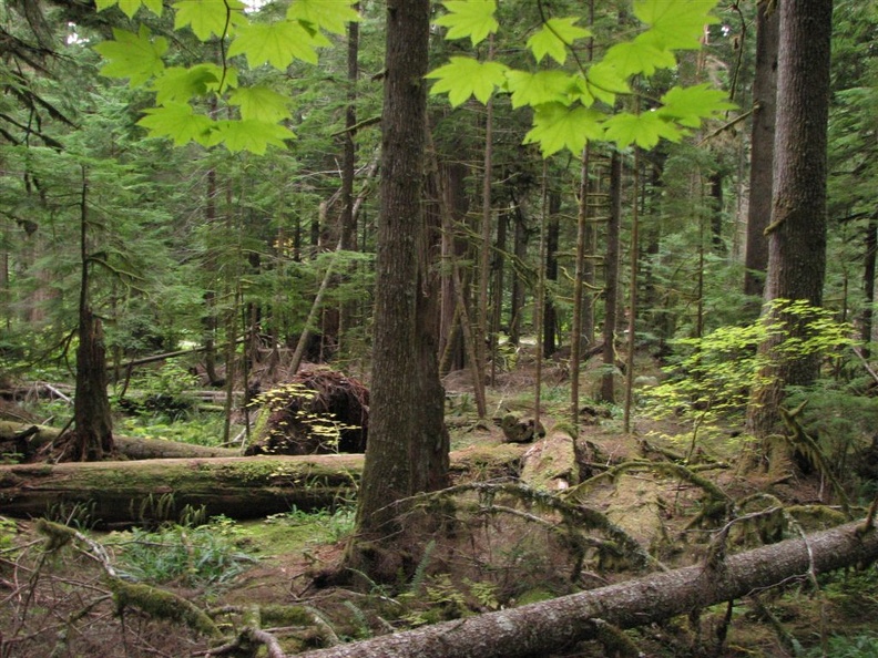 Vine Maples frome trees as they struggle for sunlight on the Twin Firs Trail.