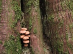 Fall mushrooms sprout in the dank forest along the Twin Firs Trail in Mt. Rainier National Park.