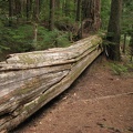 The skeleton of a giant cedar tree lies next to the path along the Twin Firs Trail in Mt. Rainier National Park.