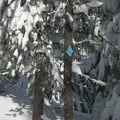 Photo of a blue trail marker to show what they look like on the trails around Mt. Hood. This is just west of the Pacific Crest Trail between Barlow Pass to Twin Lakes, OR.