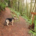 Jasmine checks out the trail junction for the Storey Burn Trail. Stay to the left at this junction on the University Falls Trail. This junction is about .3 mile from the trailhead.
