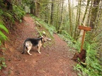 Jasmine checks out the trail junction for the Storey Burn Trail. Stay to the left at this junction on the University Falls Trail. This junction is about .3 mile from the trailhead.