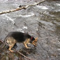 Jasmine gets a drink from the Devils Lake fork of the Wilson River.