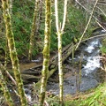 Nearing University Falls, the trail looks down on Elliott Creek.