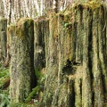 These old stumps are testament to how trees used to be logged. You can see the divots in the side of the tree which were cut by the lumberjacks for springboards. Springboards were what the lumberjacks stood on as they sawed through the trees by hand. It l