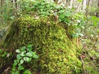 An old stump rots and provides a haven for moss and Salal along the University Falls Trail.