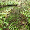 Seasonal ponds hold runoff water along  the University Falls Trail. The ponds make nice reflections of the forest.