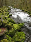 Tanner Creek below the hatchery diversion dam flowing past moss covered boulders