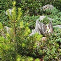 Interesting stump on the trail to Tomlike Mountain.