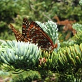 Butterfly near the summit of Tomlike Mountain.