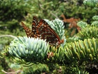 Butterfly near the summit of Tomlike Mountain.