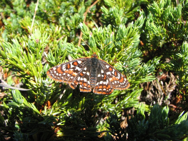 Butterfly near the summit of Tomlike Mountain.