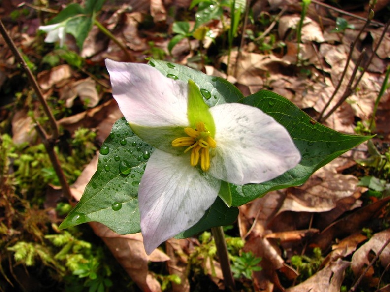 Raindrops glistening on Trillium blooming in April along the Wauna Viewpoint Trail