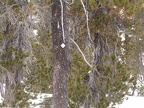 Typical trail marker along White River