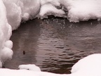 Bubbling Stream