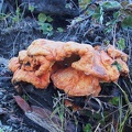 I think this is Chicken of the Woods fungus growing at the parking lot. If I'm right, this is a very tasty treat once cooked.