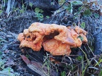 I think this is Chicken of the Woods fungus growing at the parking lot. If I'm right, this is a very tasty treat once cooked.