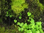 Mosses and moisture loving plants grow all along this section of the Wilson River Trail.