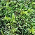 Mosses grow abundantly on the lower portions of the Wind Mountain Trail.