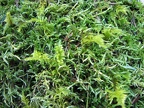 Mosses grow abundantly on the lower portions of the Wind Mountain Trail.