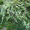 Several kinds of mossses grow along the lower portions of the Wind Mountain Trail.