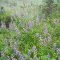 Most of the Lupine and other flowers were already past the full bloom, but some were still hanging around.