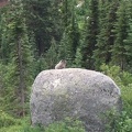 This Marmot came out to see who was making all the noise.