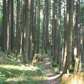 Second growth trees along the lower section of Wyeth Trail.