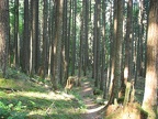 Second growth trees along the lower section of Wyeth Trail.