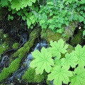 Harphan Creek as it crosses the trail on its noisy way down to the Columbia River on the Wyeth Trail.