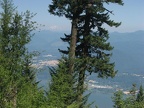 The Columbia River and Douglas Fir trees frame Mt. St. Helens to the north.