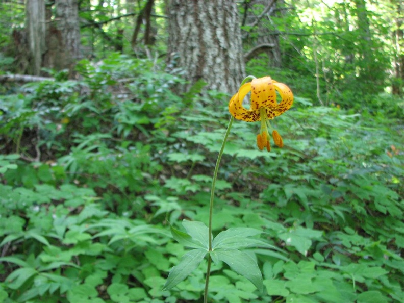 A few Tiger Lillies (Latin name: Lilium columbianum) grow along the trail providing a bright splash of orange along the Wyeth trail in the late spring.